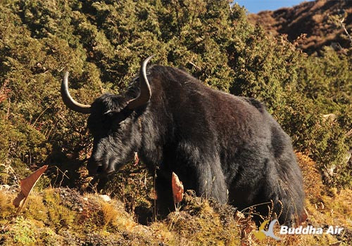 Everest Trekking Yak